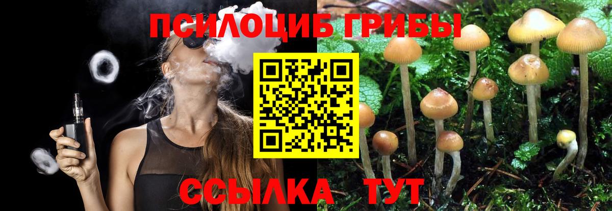 Псилоцибиновые грибы Psilocybine cubensis Урус-Мартан
